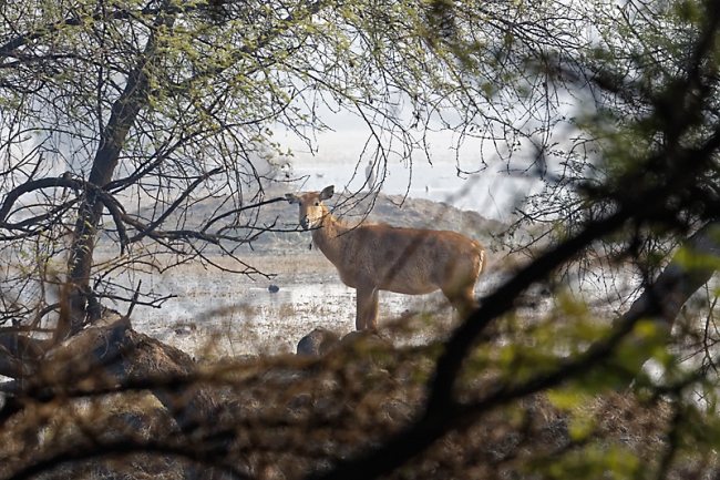 Keoladeo national park-103